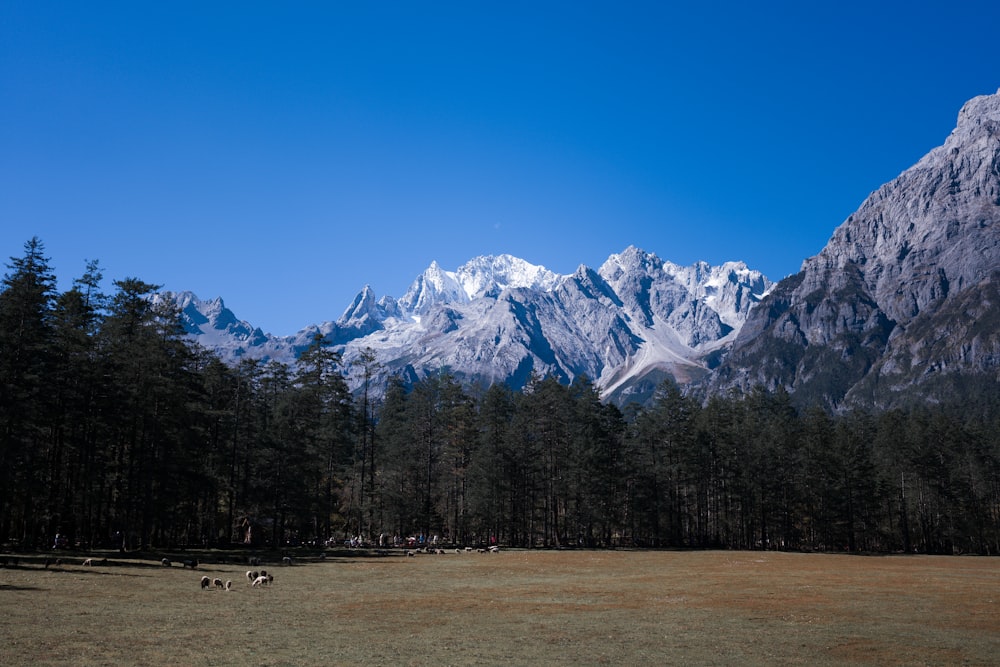 a herd of animals grazing in a field in front of a mountain range