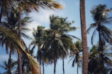 A wide shot of coconut palms swaying gently under a bright blue sky.
