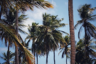 Sunlit fields of lush green coconut palms swaying gently in the breeze.