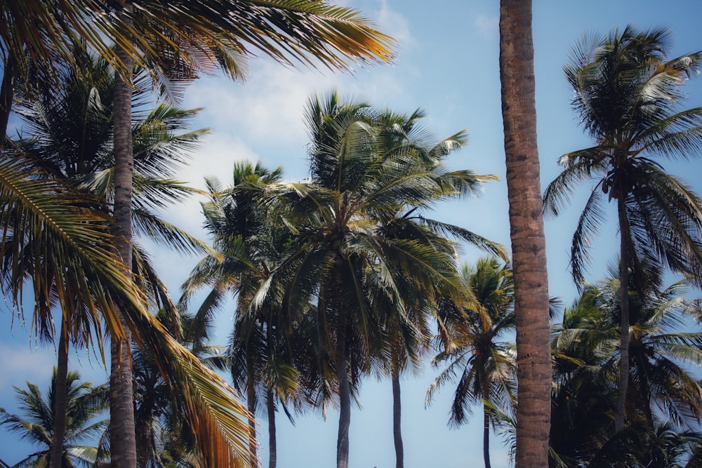 a group of palm trees with a blue sky in the background