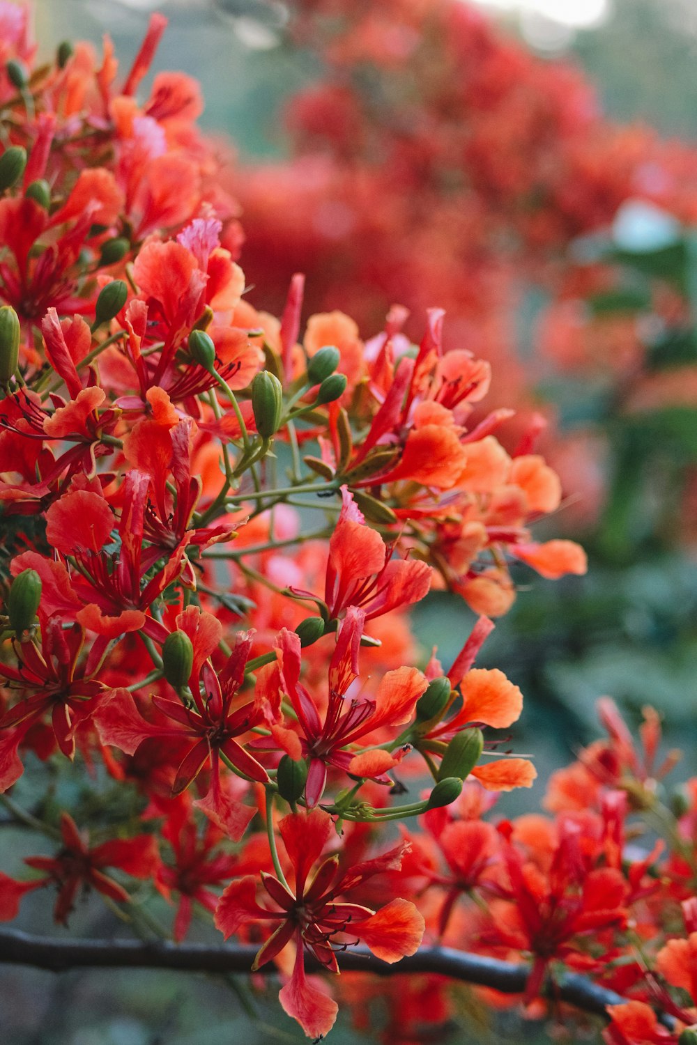 a bunch of red flowers that are on a tree