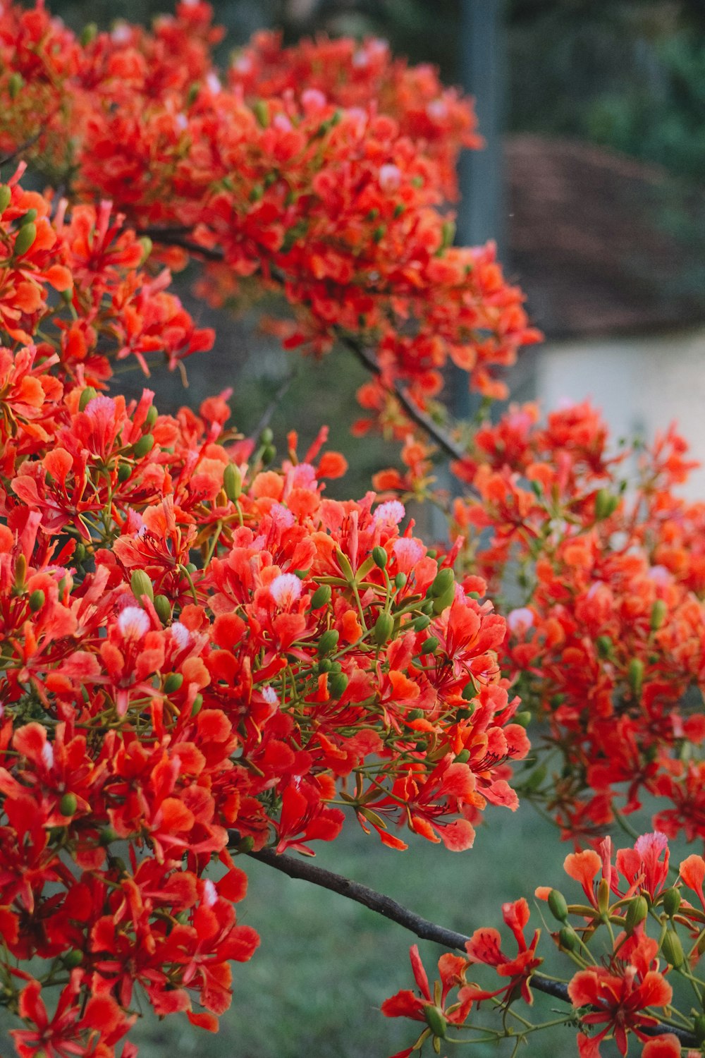 a bush of red flowers with green leaves