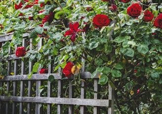 a bunch of red roses growing over a wooden fence