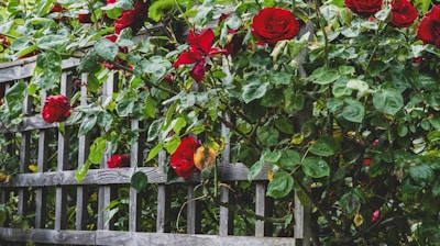 a bunch of red roses growing over a wooden fence