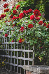 a bunch of red roses growing over a wooden fence