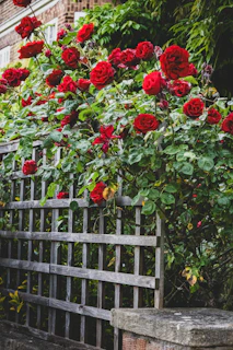 a bunch of red roses growing over a wooden fence