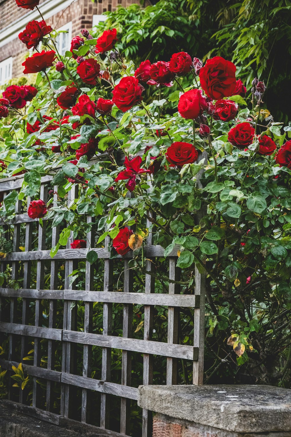 a bunch of red roses growing over a wooden fence