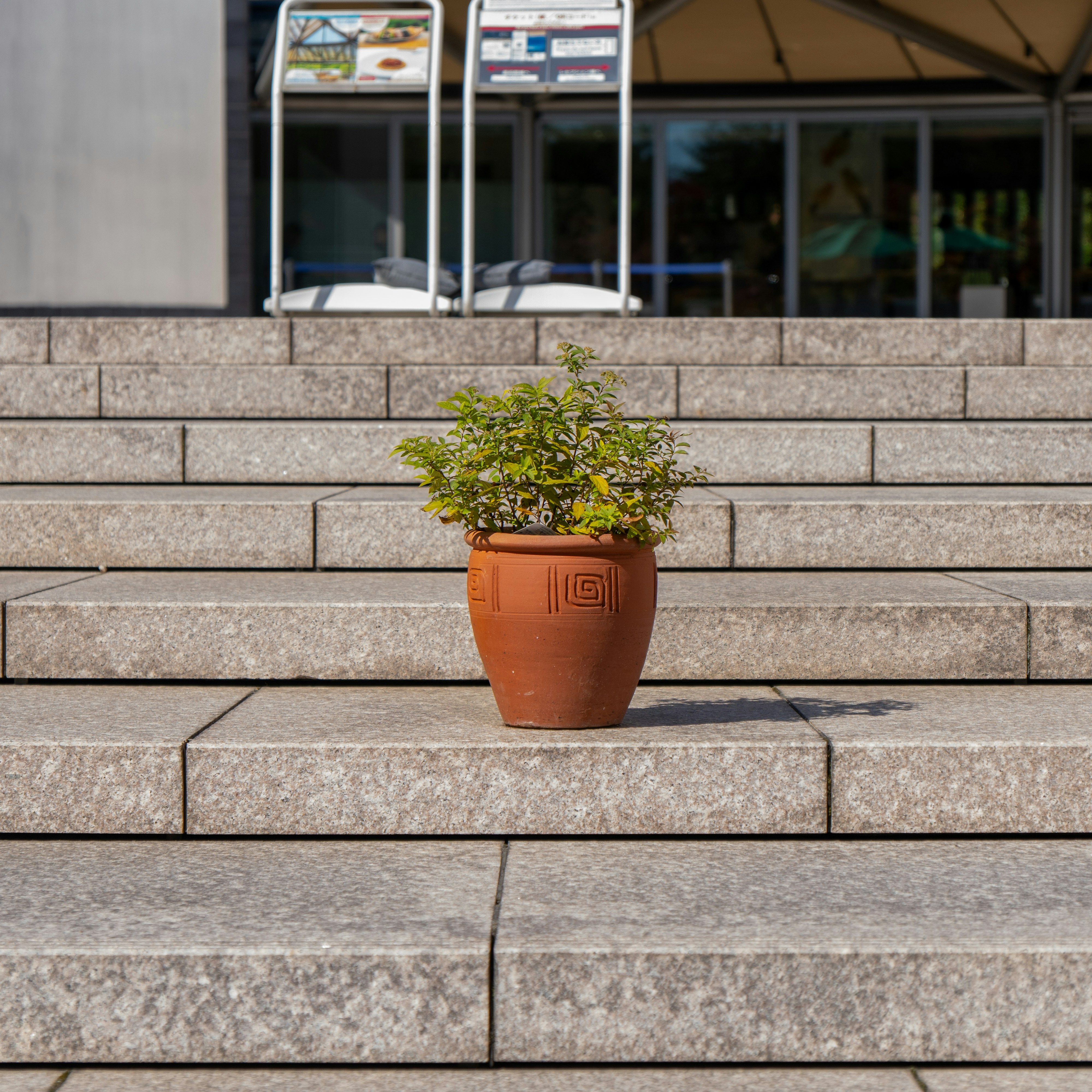 A potted plant sitting on the steps of a building photo – Free Brown ...