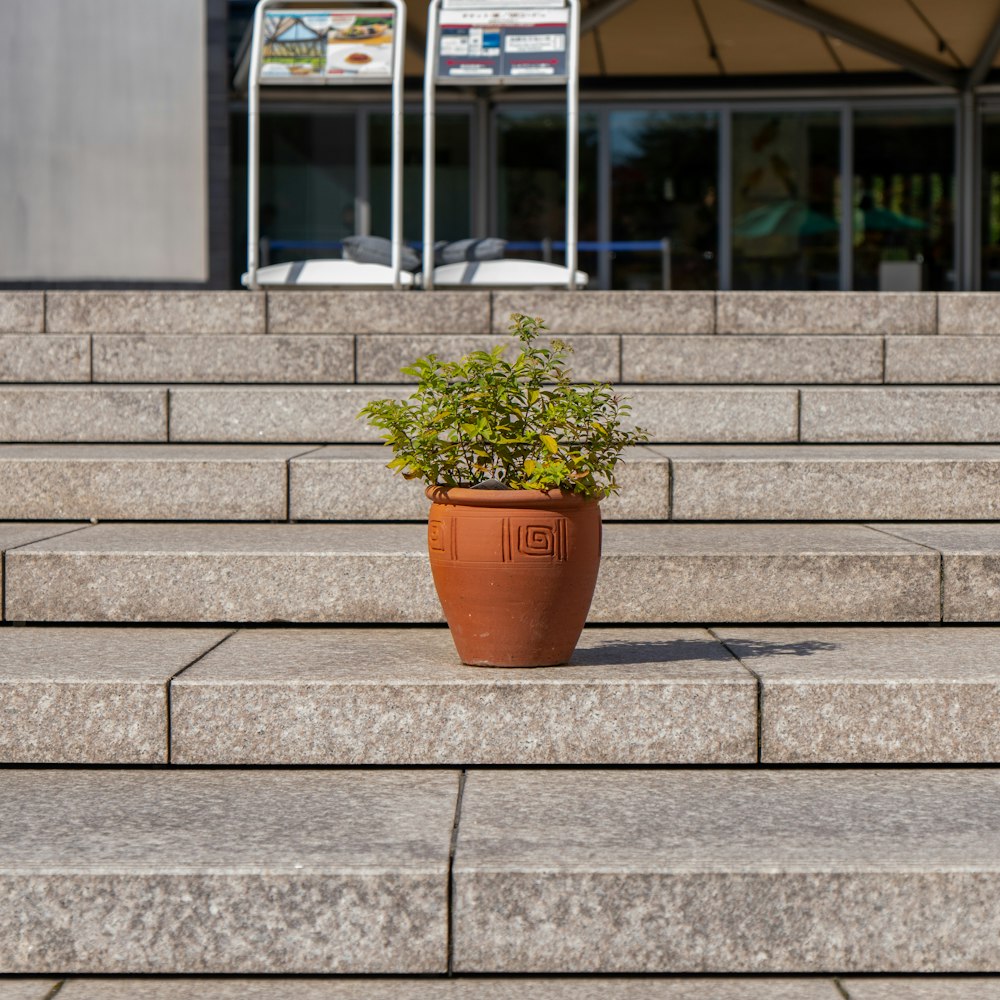a potted plant sitting on the steps of a building