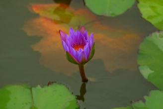 A vibrant purple lotus flower is in full bloom, rising above the water surrounded by large green lily pads. The reflection of the flower and pads creates a dynamic mix of colors on the water's surface, adding a serene and natural atmosphere.