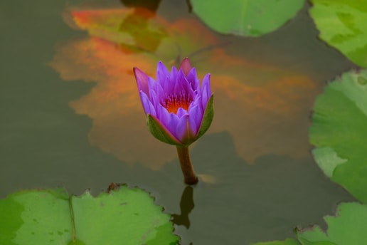 A vibrant purple lotus flower is in full bloom, rising above the water surrounded by large green lily pads. The reflection of the flower and pads creates a dynamic mix of colors on the water's surface, adding a serene and natural atmosphere.