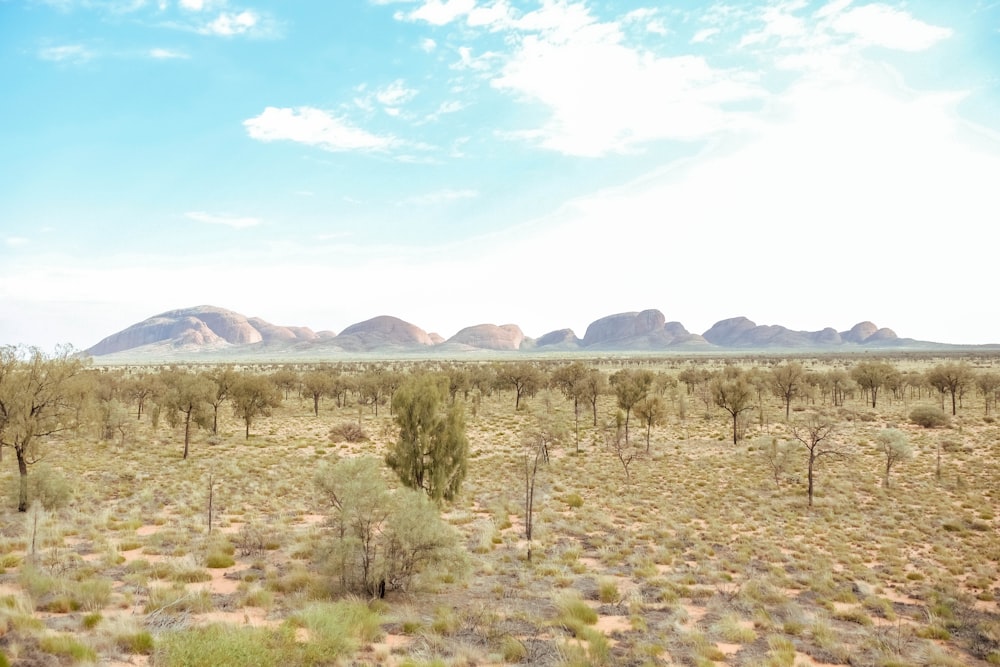 Un paisaje desértico con montañas a lo lejos