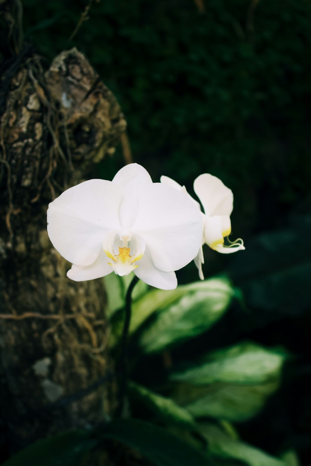 a white flower sitting on top of a lush green field