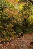 A serene woodland trail near Rogart glamping pods with autumn leaves.
