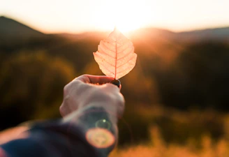 a person holding a leaf in their hand
