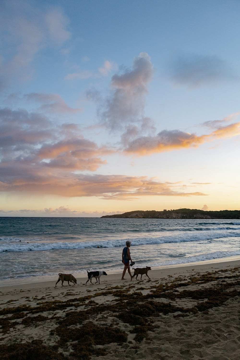 a person walking two dogs on a beach