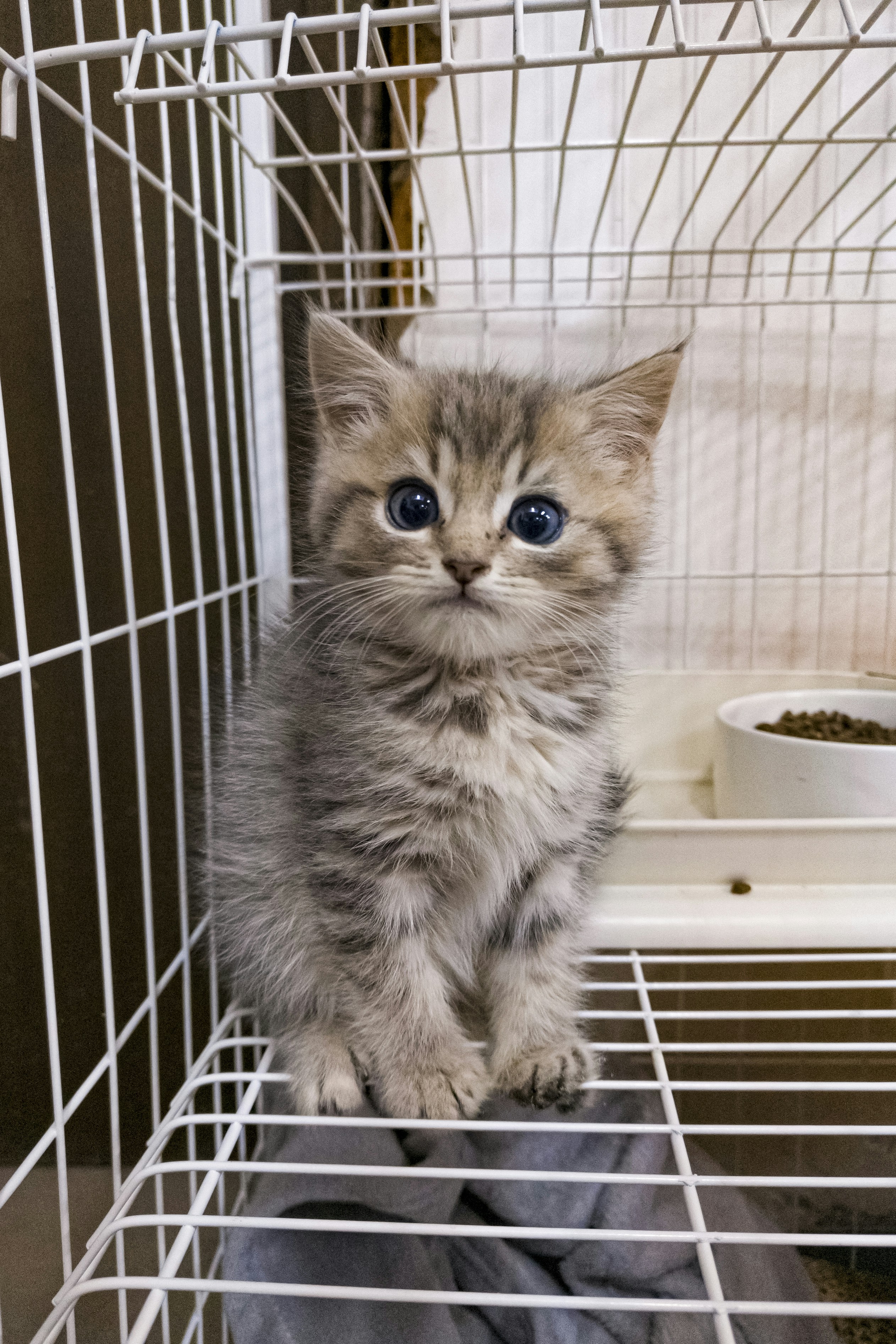 The Rise of Meme-Kitty: How One Silly Face Took the Internet by Storm