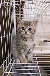 A small, fluffy kitten with blue eyes sits inside a wire cage. The kitten has a soft gray and white striped fur coat and is sitting on a cloth or blanket. Behind the kitten, a bowl of dry cat food is visible inside the cage.