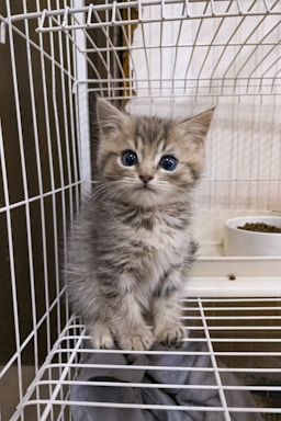 A small, fluffy kitten with blue eyes sits inside a wire cage. The kitten has a soft gray and white striped fur coat and is sitting on a cloth or blanket. Behind the kitten, a bowl of dry cat food is visible inside the cage.