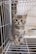 A small, fluffy kitten with blue eyes sits inside a wire cage. The kitten has a soft gray and white striped fur coat and is sitting on a cloth or blanket. Behind the kitten, a bowl of dry cat food is visible inside the cage.