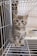 A small, fluffy kitten with blue eyes sits inside a wire cage. The kitten has a soft gray and white striped fur coat and is sitting on a cloth or blanket. Behind the kitten, a bowl of dry cat food is visible inside the cage.