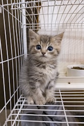 Creating Your Grandma Willow Website for Cat Rescue Advocacy