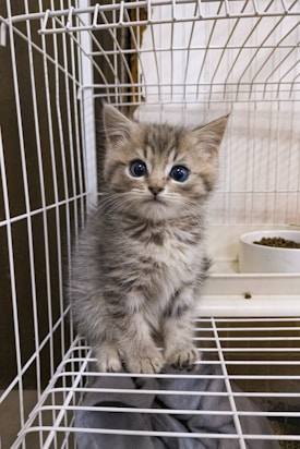 A small, fluffy kitten with blue eyes sits inside a wire cage. The kitten has a soft gray and white striped fur coat and is sitting on a cloth or blanket. Behind the kitten, a bowl of dry cat food is visible inside the cage.