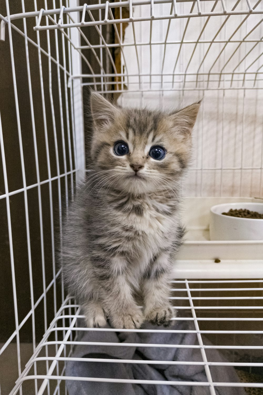 a small kitten sitting inside of a cage