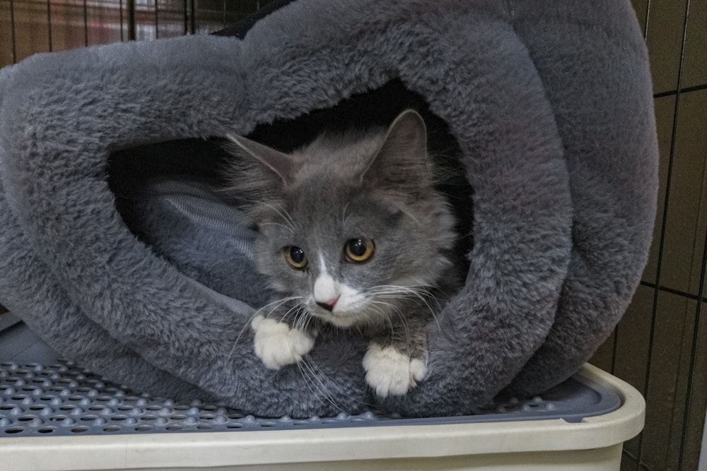 a cat is sitting inside of a cat bed