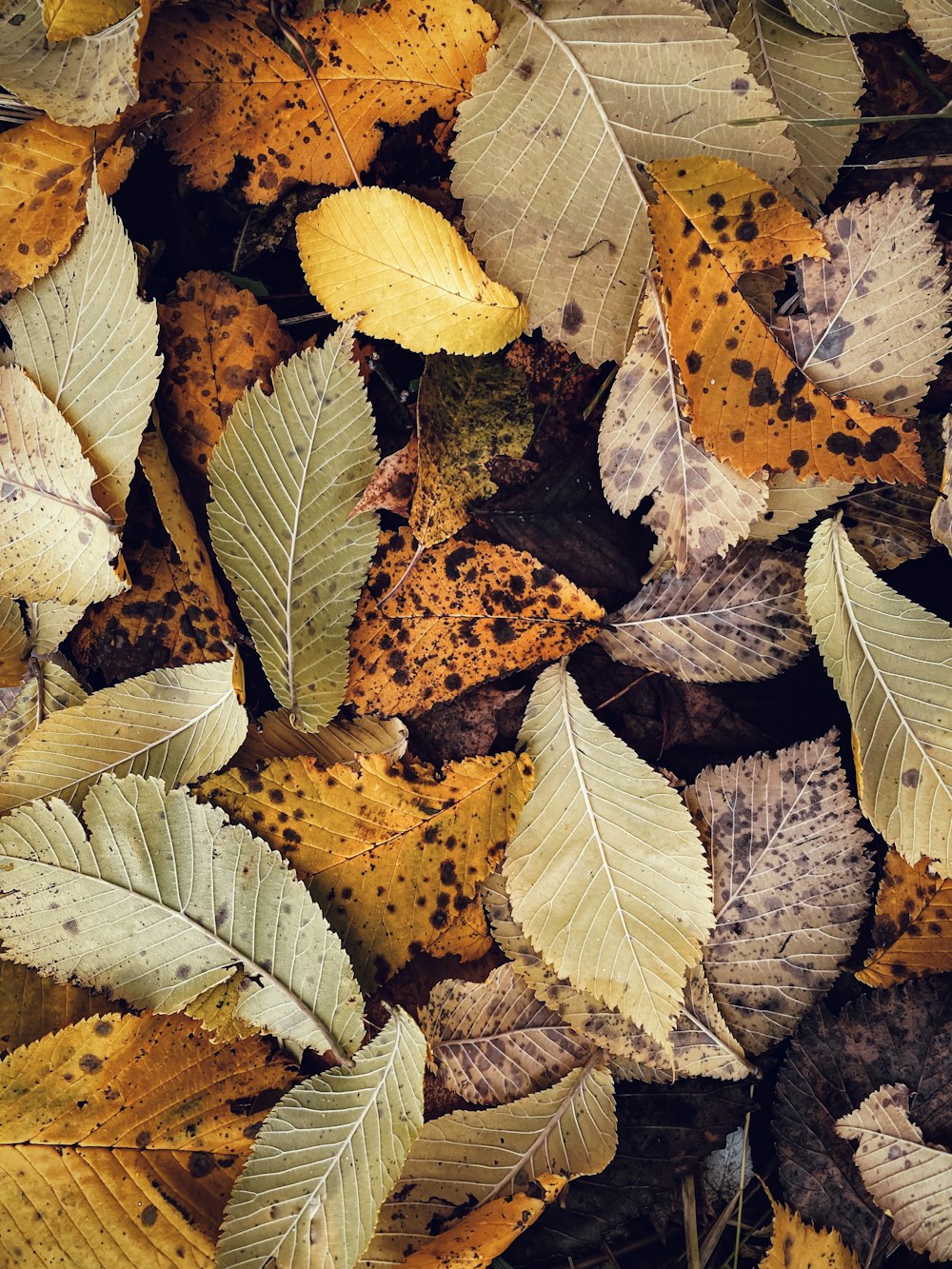 a bunch of leaves that are on the ground