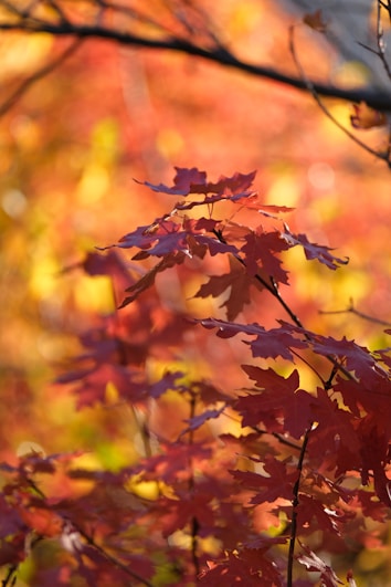 A collection of autumn leaves in warm shades of red and orange fills the foreground against a softly blurred background, highlighting the seasonal change.