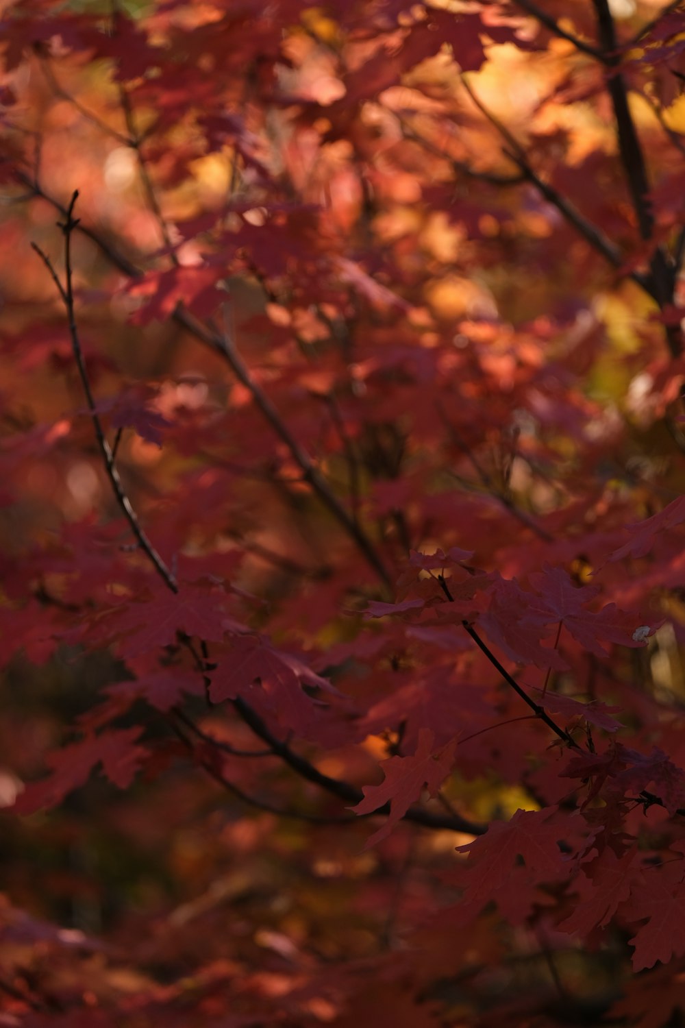 a tree with red leaves in the fall