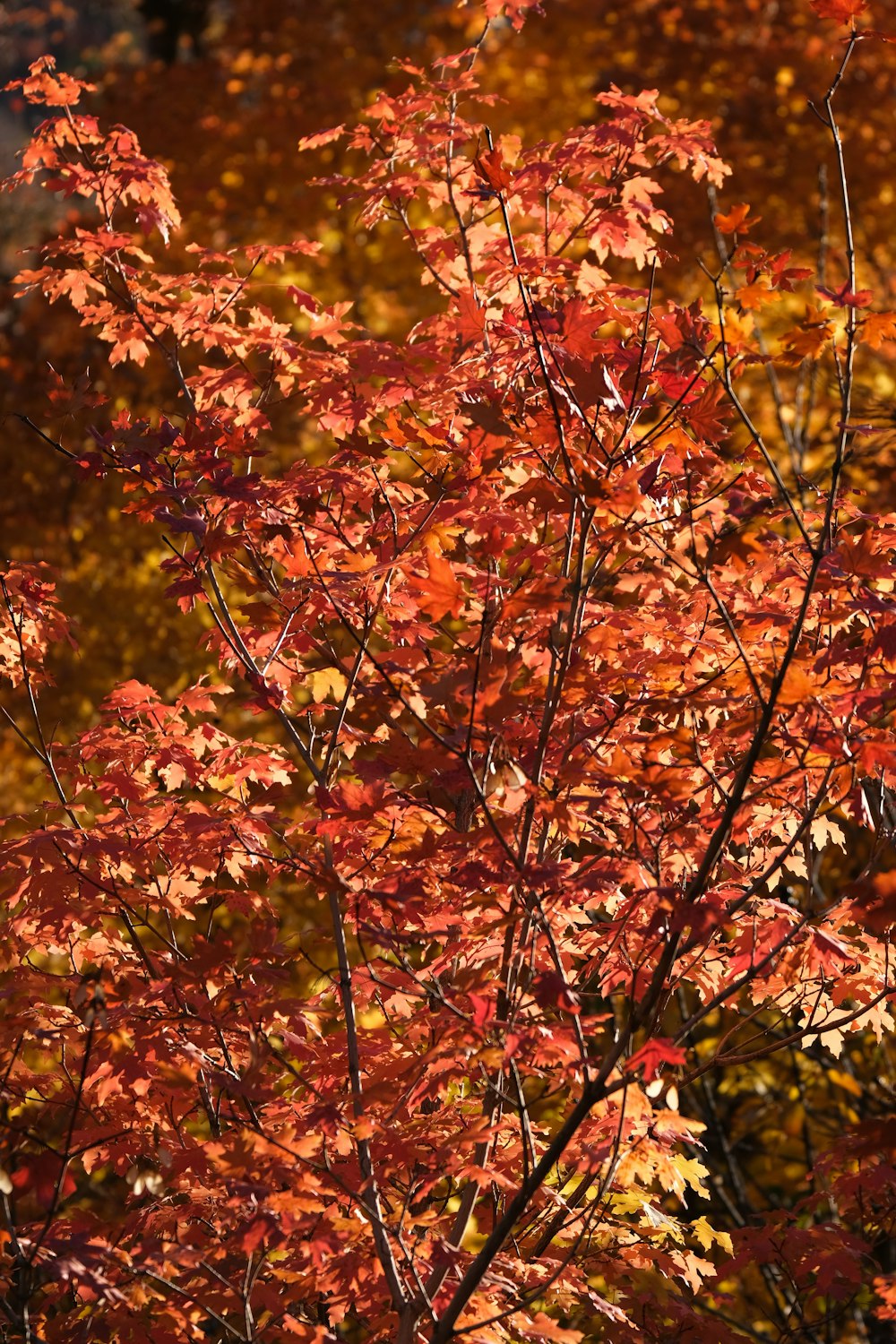 uma árvore com folhas vermelhas no outono