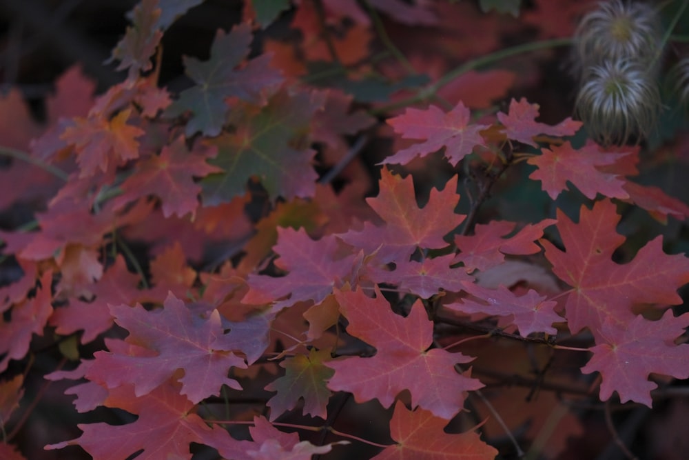 a bunch of leaves that are on a tree