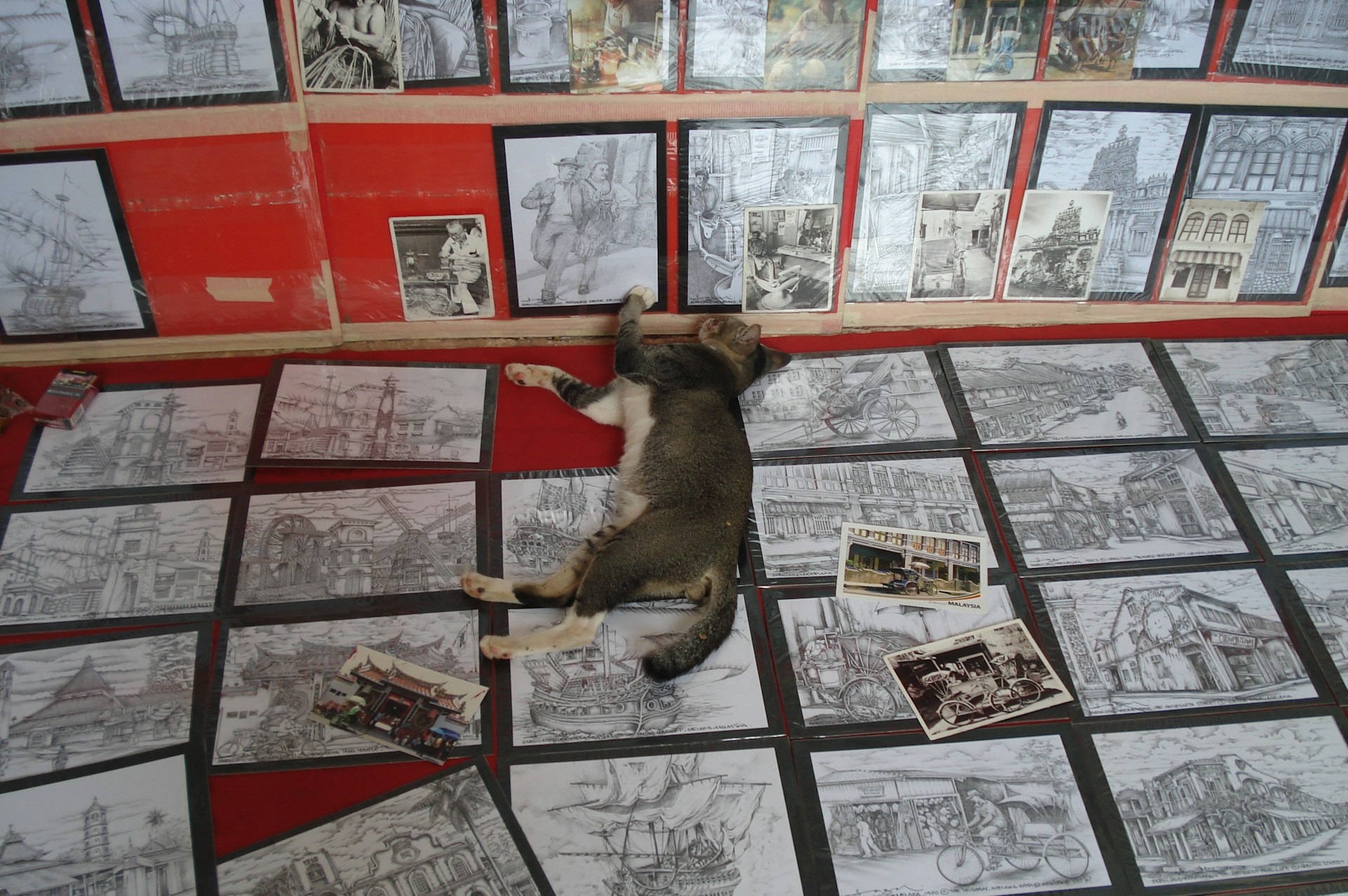A cat is lying on its back with paws extended on a platform that is covered with numerous black and white sketches and illustrations, possibly displayed for sale or exhibition. These illustrations include various scenes such as buildings, ships, and cityscapes. The background wall is red and features additional sketches pinned up.