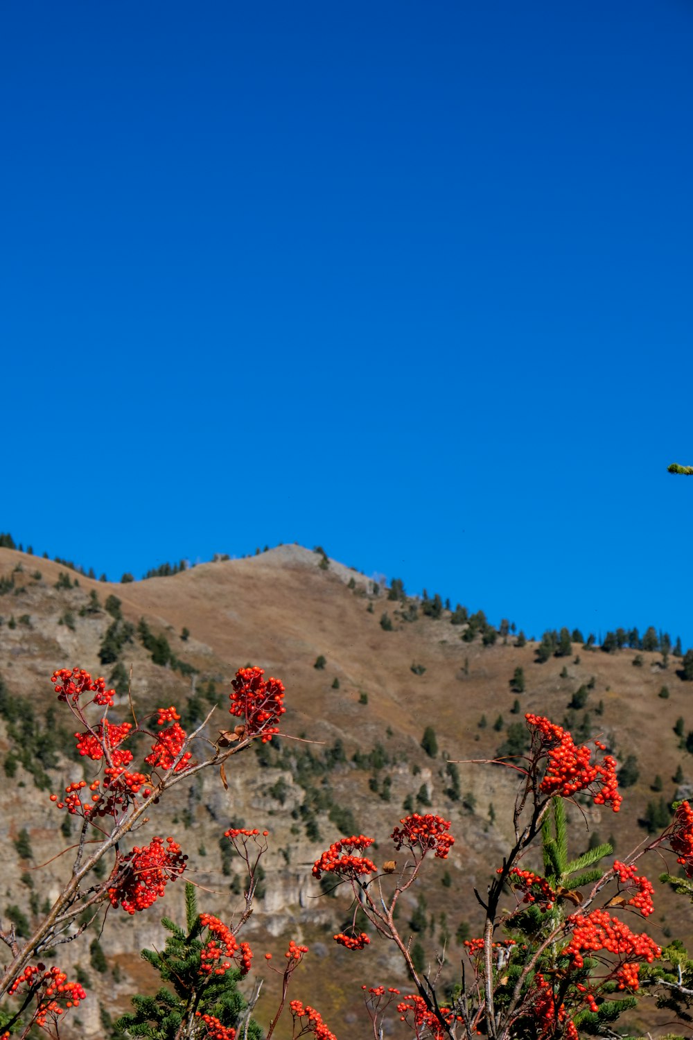 a plane flying over a mountain with red flowers