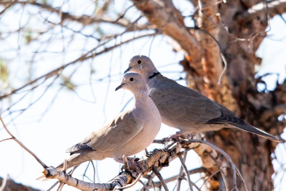 a couple of birds sitting on top of a tree branch