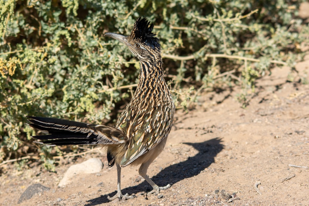 a bird standing on a dirt ground next to a bush