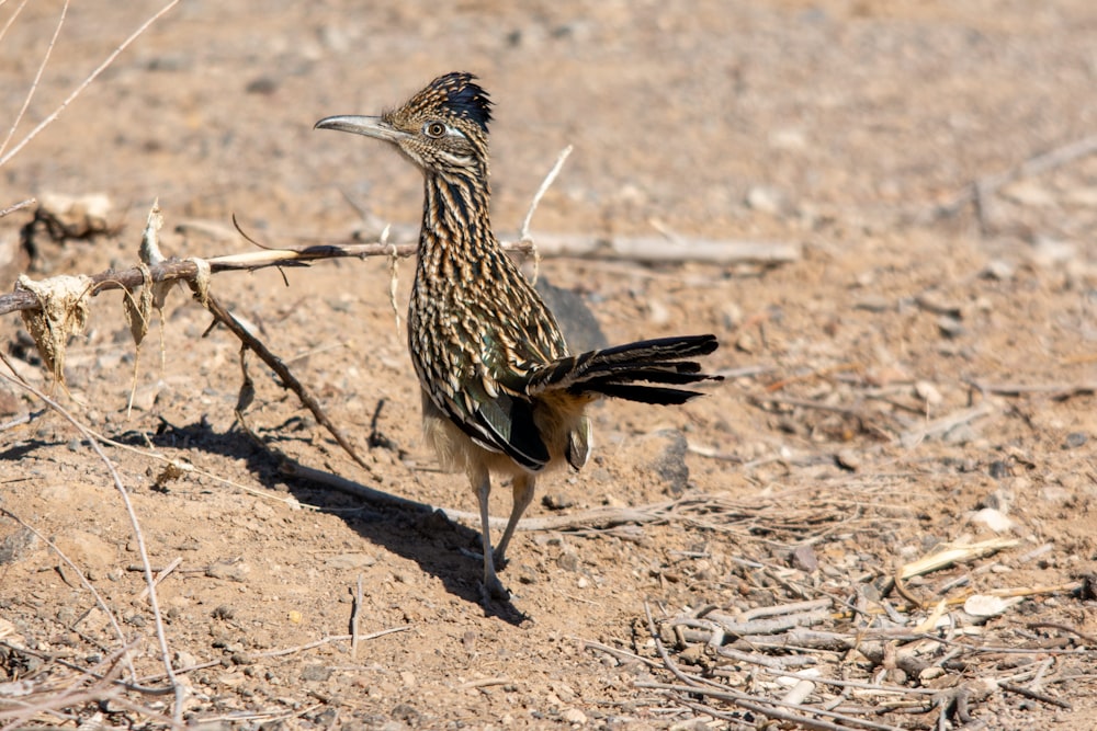 a bird is standing on the ground in the dirt