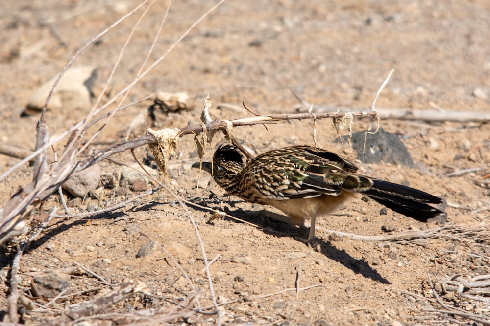 a small bird standing on top of a dirt field