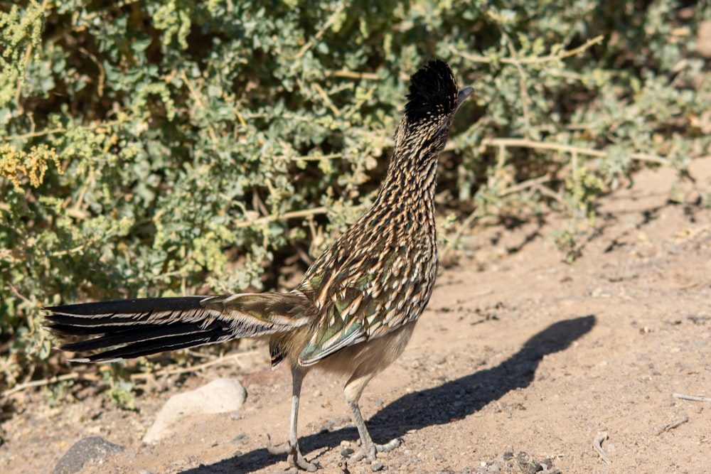 a bird standing on a dirt ground next to a bush