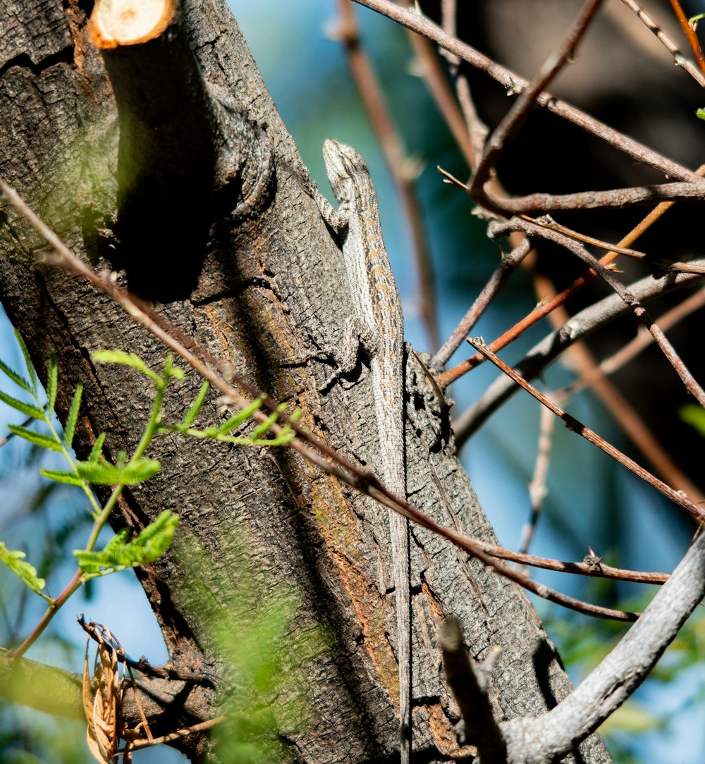 um lagarto que está sentado em uma árvore