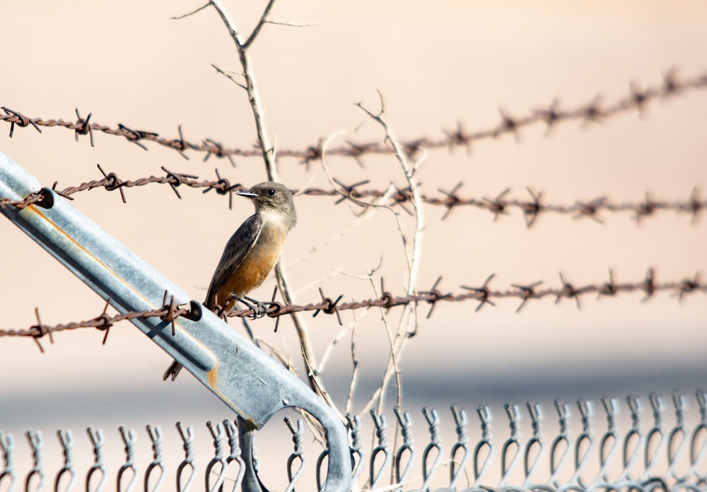 a bird sitting on a barb wire fence