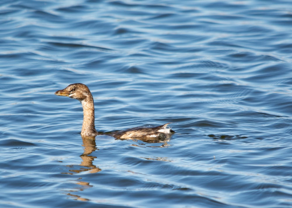 a couple of ducks floating on top of a body of water