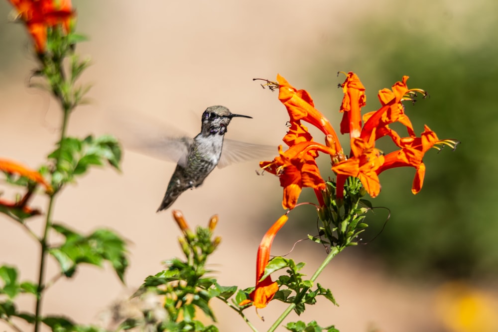 ein Kolibri, der von einer Blume wegfliegt