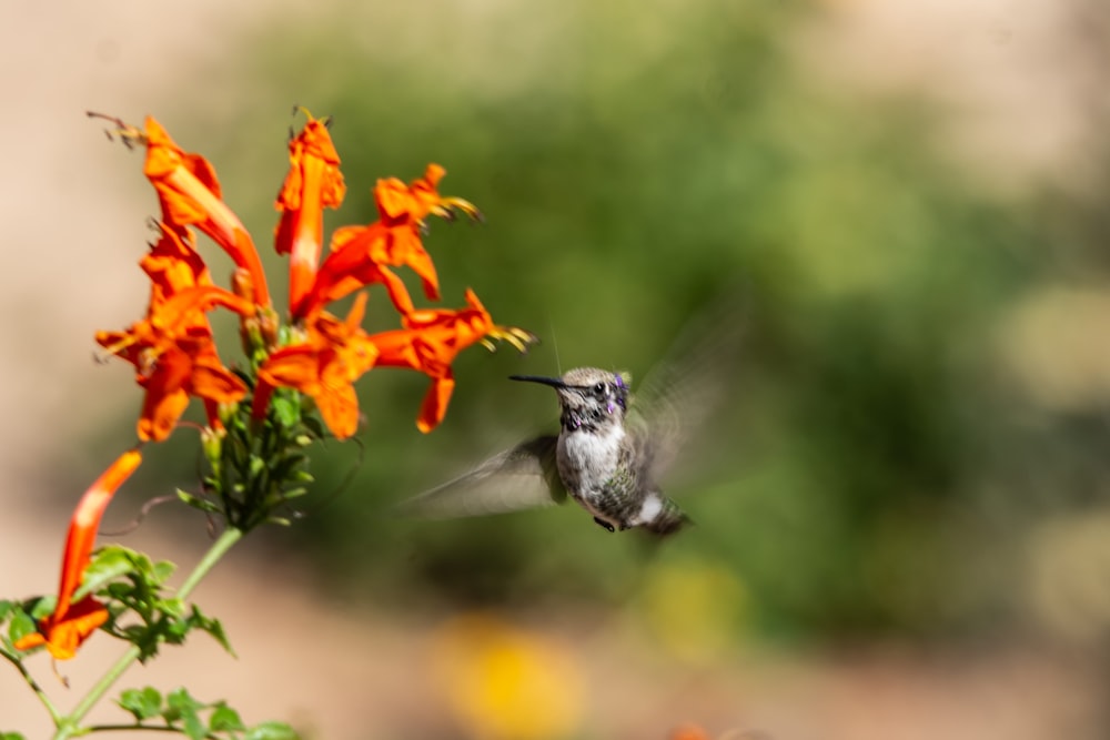 a hummingbird flying towards a flower with orange flowers in the background