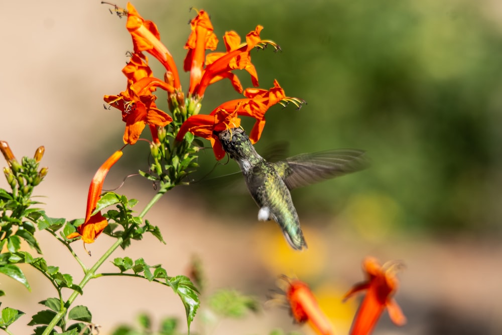 a hummingbird hovers near a cluster of orange flowers