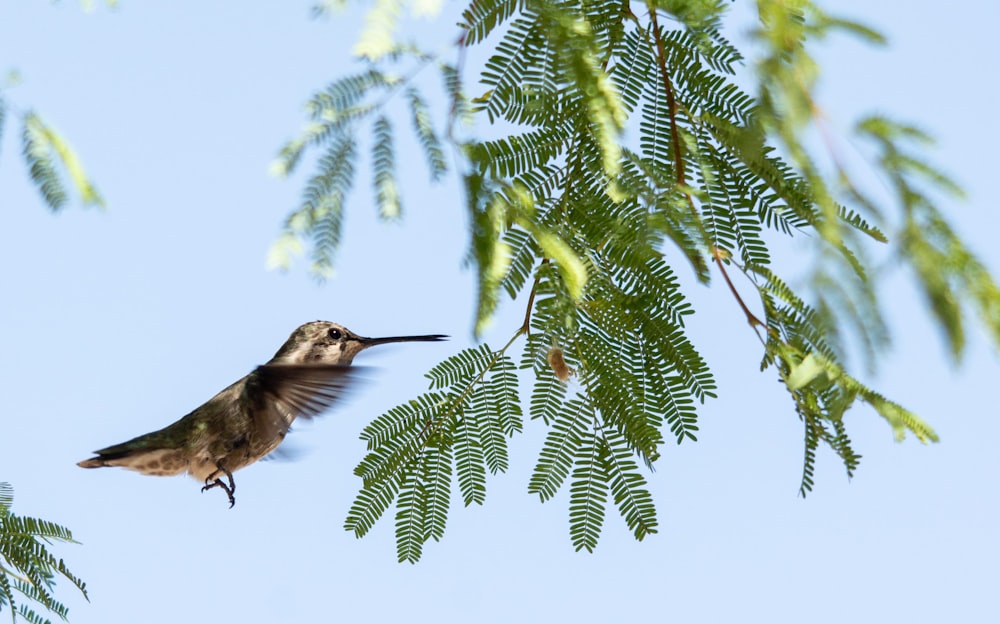 ein Kolibri, der in der Nähe eines Baumes in der Luft fliegt