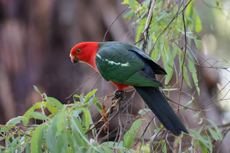 A bright green crocheted parrot perched on a branch with colorful wings.