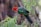 A cheerful parrot perched on a branch surrounded by vibrant greenery.